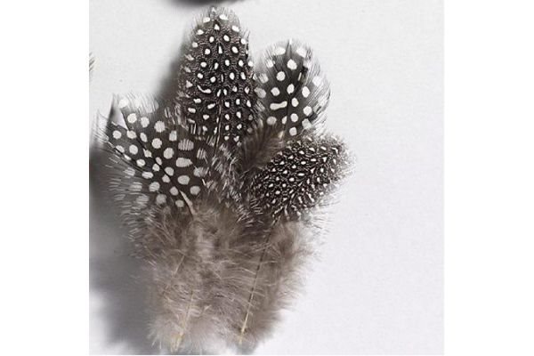 Pärlhönsfjäder 3-10cm Natur
