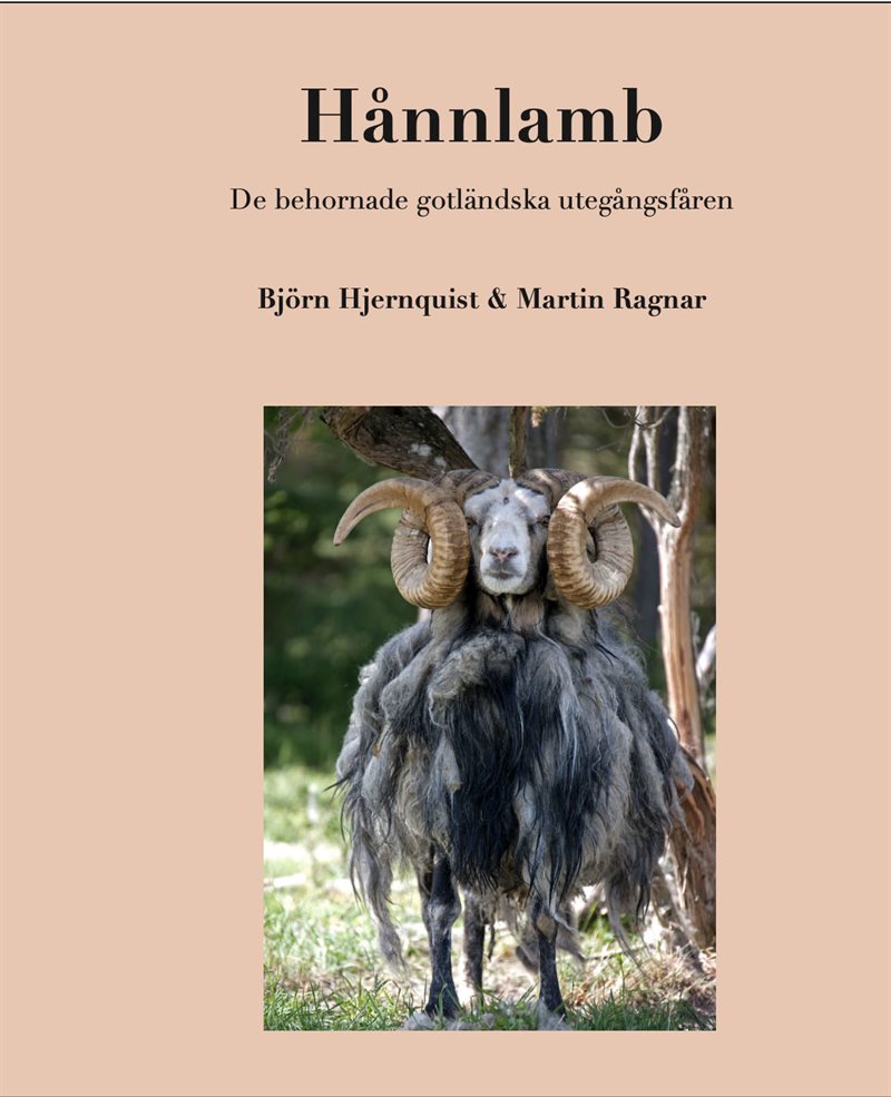 Hånnlamb: De behornade gotländska utegångsfåren