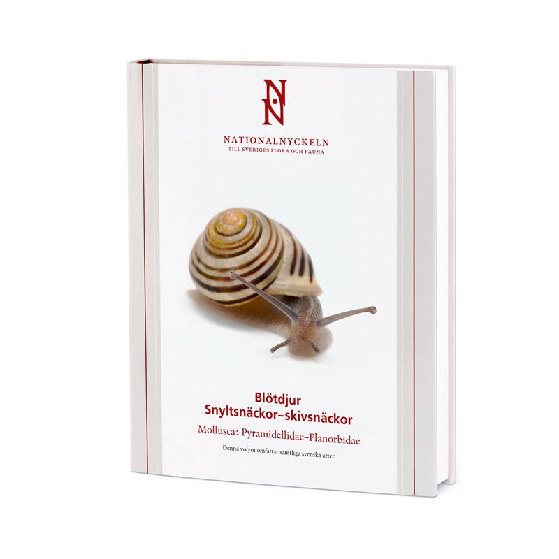 Blötdjur: Snyltsnäckor – skivsnäckor: Mollusca Pyramidellidae–Planorbidae